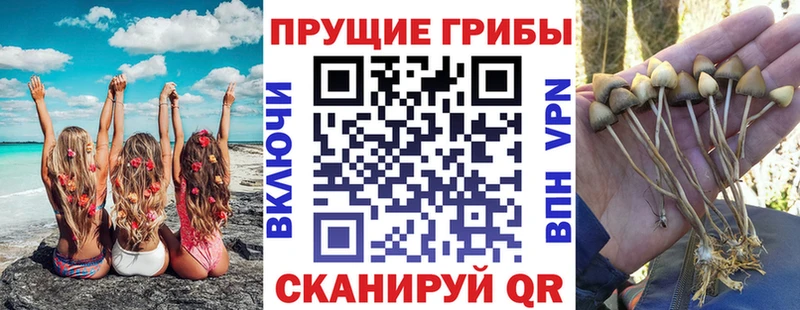 Галлюциногенные грибы мицелий  наркотики  Карачаевск 